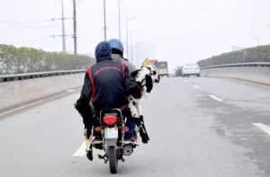 A pillion rider holding a pet goat on motorcycle traveling on a busy road. 
