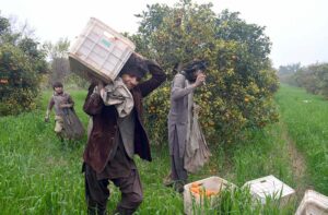 Labourers busy in plucking oranges from trees to be transported to different fruit markets.