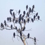 A flock of kites sitting on the dry branches of a tree.