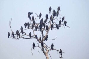 A flock of kites sitting on the dry branches of a tree. 