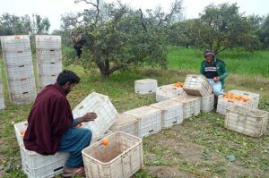 Labourers busy in plucking oranges from trees to be transported to different fruit markets.