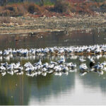 A flock of birds sitting in water pond at Qasimabad.