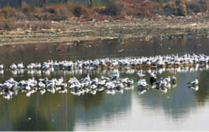 A flock of birds sitting in water pond at Qasimabad.