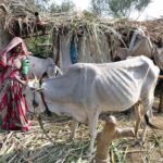 A woman giving fodder to her pet cow in a local village.