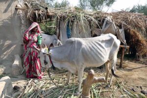 A woman giving fodder to her pet cow in a local village.