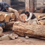 Labourers are busy manually cutting huge piece of wood at their workplace