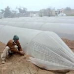 A farmer busy in covering saplings with plastic sheets to protect them from cold weather