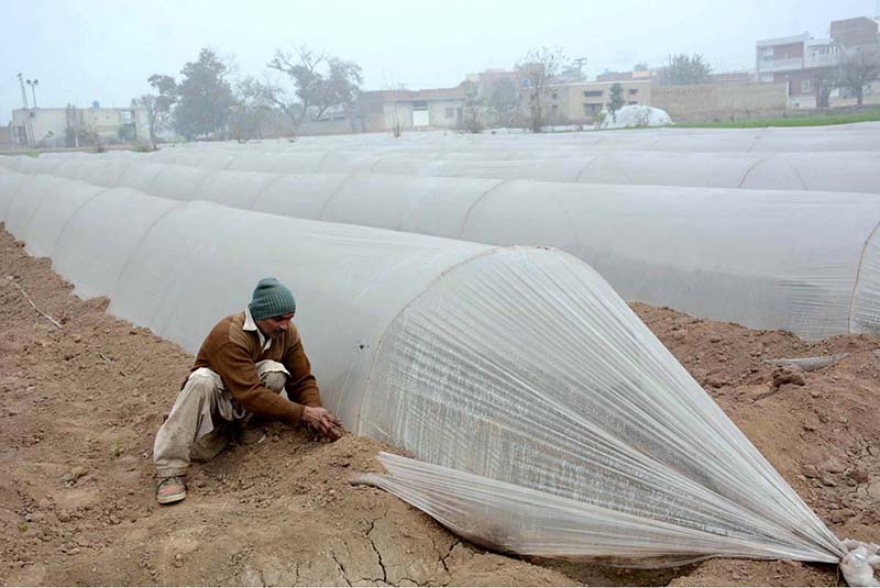 A farmer busy in covering saplings with plastic sheets to protect them from cold weather