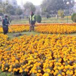PHA worker busy trimming grass at a local nursery.