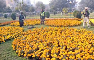 PHA worker busy trimming grass at a local nursery. 