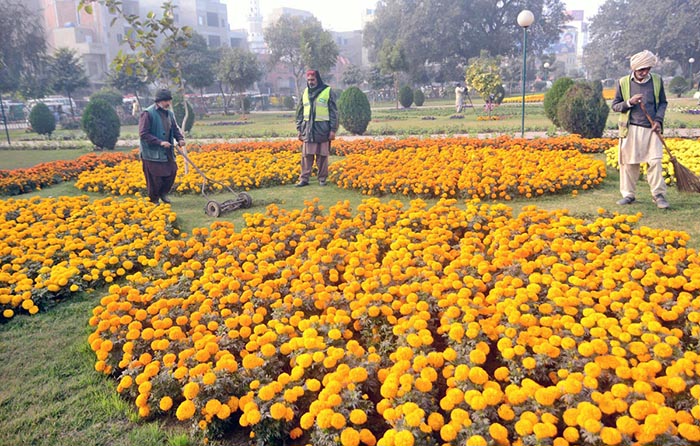 PHA worker busy trimming grass at a local nursery.