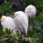 A view of birds squeeze them while sitting on tree branches, due to the cold weather.