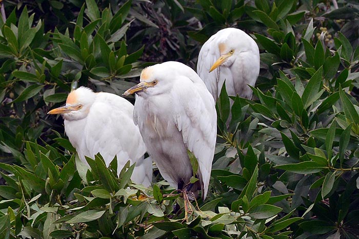 A view of birds squeeze them while sitting on tree branches, due to the cold weather.