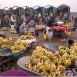 Vendors displaying seasonal fruit banana for bidding at Islamabad Fruit and Vegetable Market