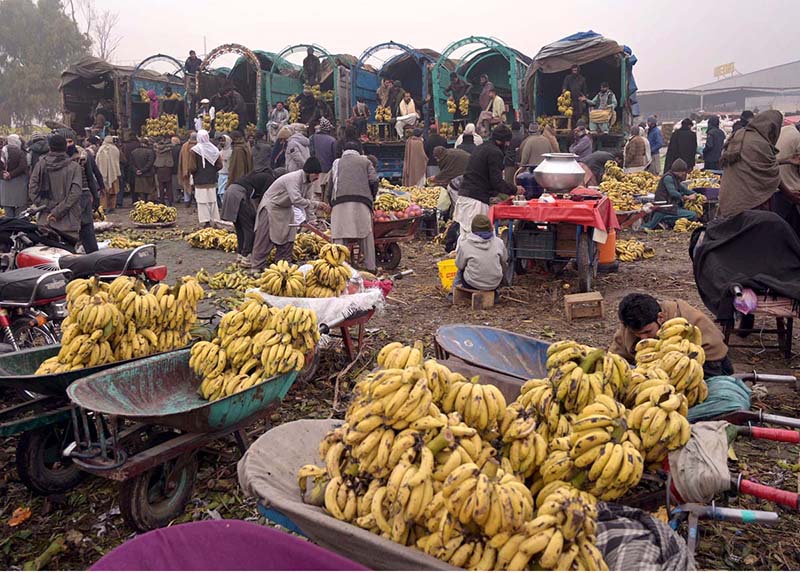 Vendors displaying seasonal fruit banana for bidding at Islamabad Fruit and Vegetable Market