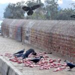 Crows picking meat from the roadside thrown by the people for mercy