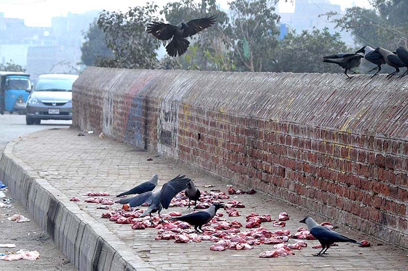 Crows picking meat from the roadside thrown by the people for mercy