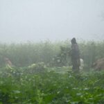An attractive view of a foggy morning in the village