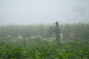 An attractive view of a foggy morning in the village