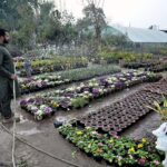 A worker watering the plants at a local nursery in Federal Capital.