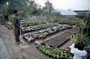 A worker watering the plants at a local nursery in Federal Capital.