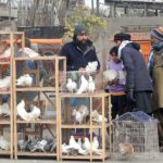 People are busy purchasing pigeons from a roadside vendor