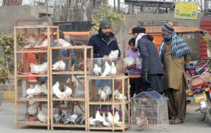 People are busy purchasing pigeons from a roadside vendor
