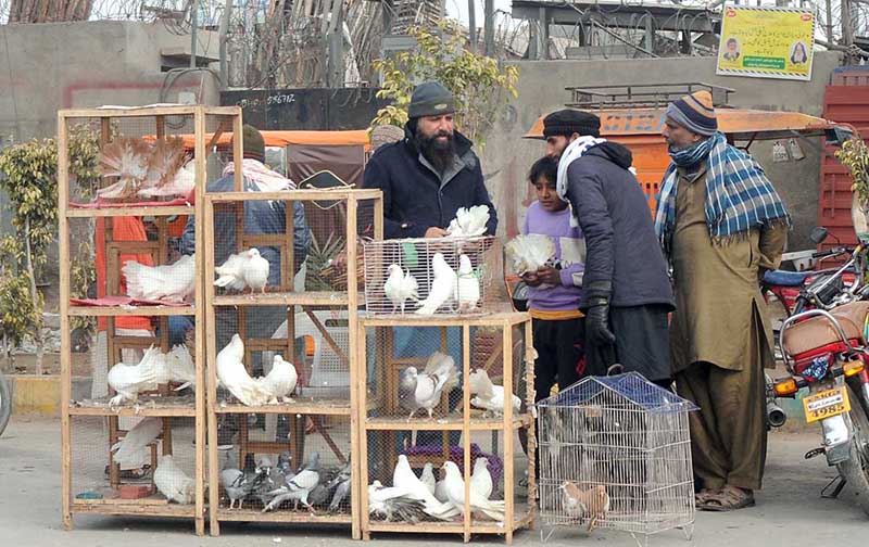 People are busy purchasing pigeons from a roadside vendor