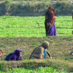 Farmer women are busy with their routine work in the field