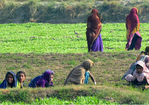 Farmer women are busy with their routine work in the field