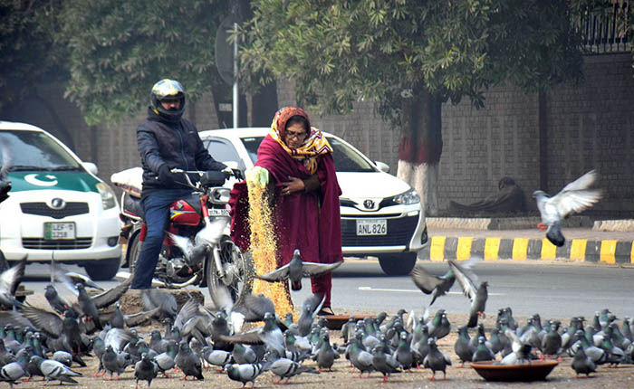 Woman throwing food for pigeons as mercy at roadside in the Provincial Capital.