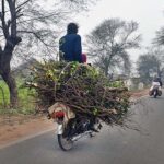 A motorcyclist on the way loaded with tree branches at Dharema road