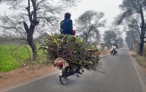 A motorcyclist on the way loaded with tree branches at Dharema road