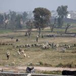 Shepherds guarding a herd of sheep grazing in field in outskirt of Federal Capital.