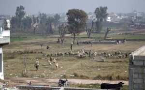 Shepherds guarding a herd of sheep grazing in field in outskirt of Federal Capital.
