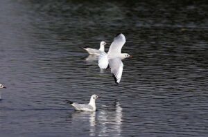 A beautiful view of bird flying on the pond at Jamshoro Road.