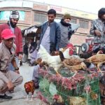 A vendor selling country-hens as demand increased during winter season for preparing ‘yakhni’ in Provincial Capital