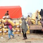 Labourers on the way while carrying potatoes sacks after unloading from transportation truck at Vegetable Market.