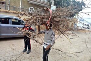 Youngsters carrying dry wood branches for burning purpose at Satellite town