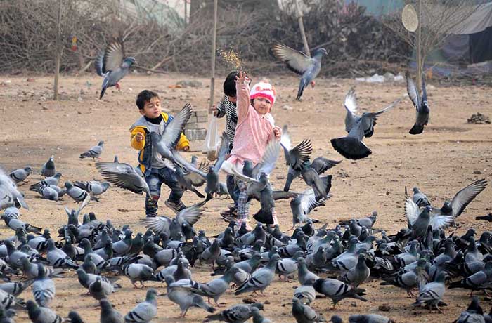 Children throwing food for pigeons as a mercy.