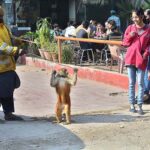 A juggler with his pet monkey showing tricks to earn for livelihood