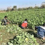 Young farmers are busy harvesting spinach in fields near the Ravi River