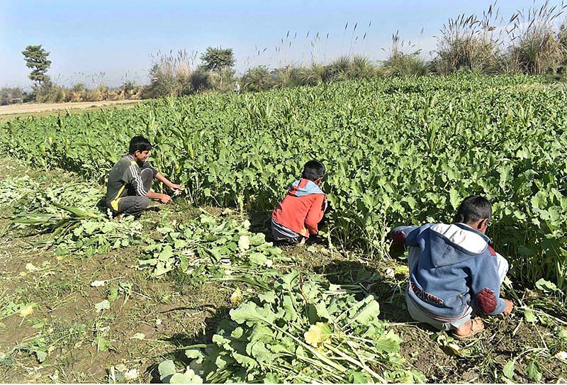 Young farmers are busy harvesting spinach in fields near the Ravi River