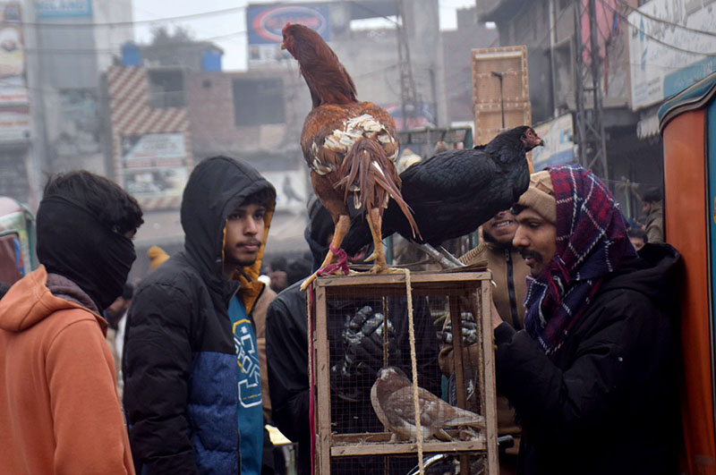 A vendor selling country-hens at roadside in the Provincial Capital