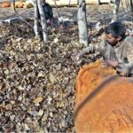 A man busy in collecting dry leaves of tree for the purpose of animal use during snow fall