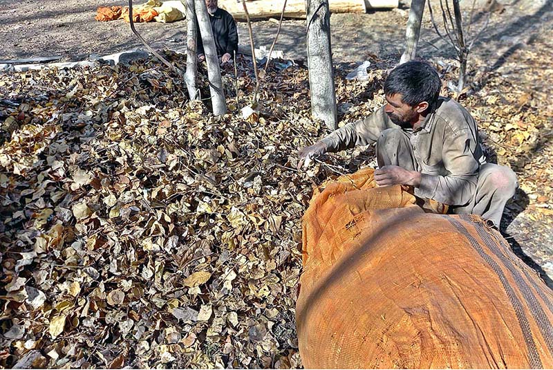 A man busy in collecting dry leaves of tree for the purpose of animal use during snow fall