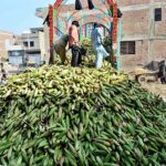 Labourers are busy unloading corn cobs from the delivery truck