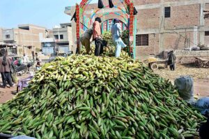 Labourers are busy unloading corn cobs from the delivery truck