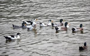 People enjoy boat ride in Gulshan-e-Iqbal Park