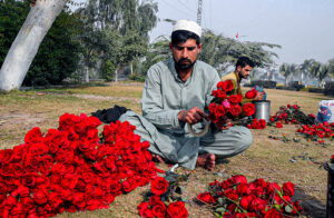A man is busy in making red rose bouquets for selling purposes in the Hayatabad area